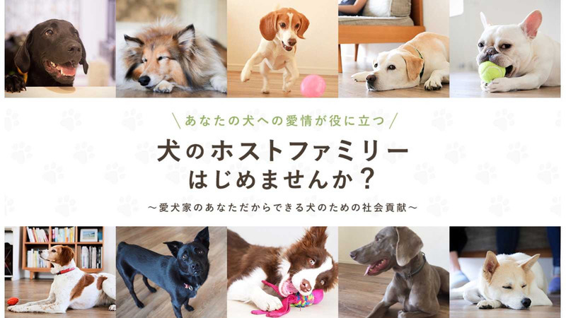 ペット版Airbnb「DogHuggy」グロースハックに関するディスカッションに